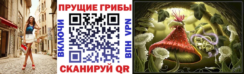 Купить Коммунар Псилоцибиновые грибы Cubensis